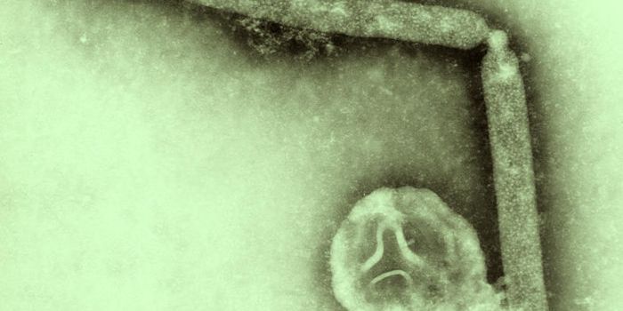 Concern Grows About Emerging H5N8 Flu Virus