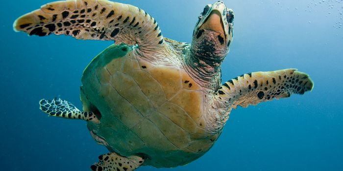 Marine Animal Plastic Ingestion Data Leaves a Lot to be Desired