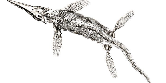 The rediscovery of ichthyosaur casts and a case for highlighting museum collections