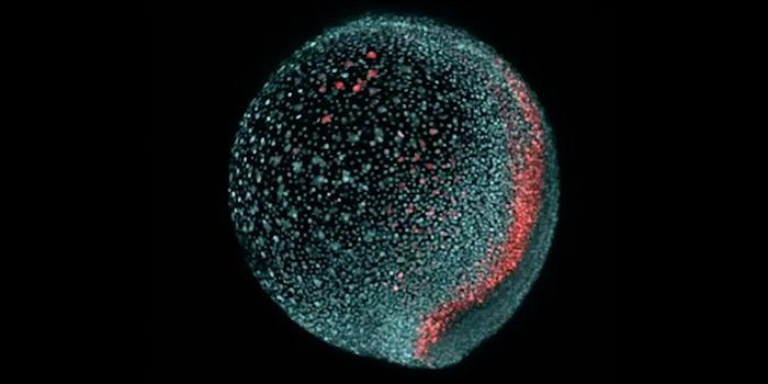 Visualizing Embryonic Development in Zebrafish