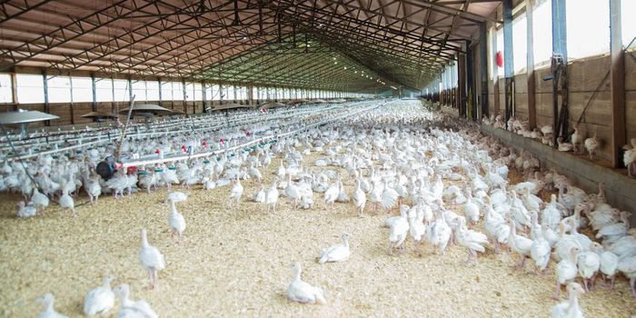 How Good Bacteria Go Bad