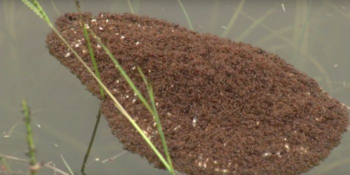 Texans Should Be Careful of Floating Fire Ant Colonies Amid Flooding