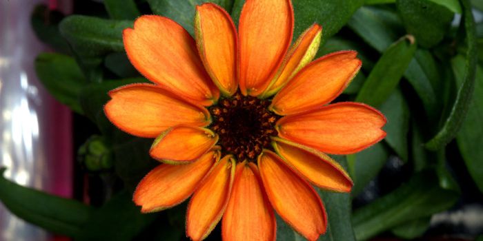 Scott Kelly Shares Photo of First Bloomed Flower on the ISS