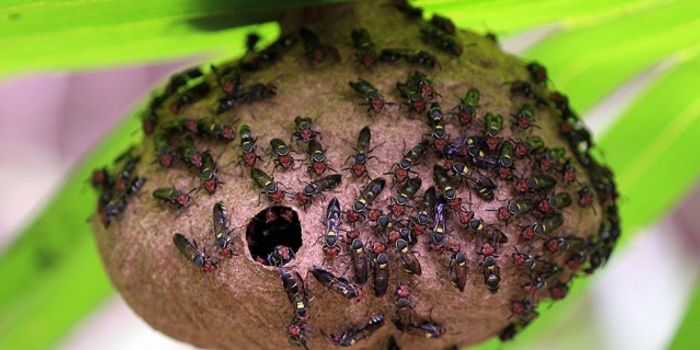 Insect Venom Can Someday Combat Antibiotic-Resistant Infections