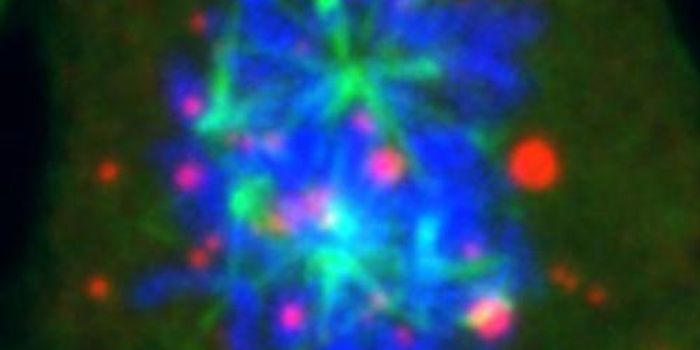 A New Player in the Control of Cell Division