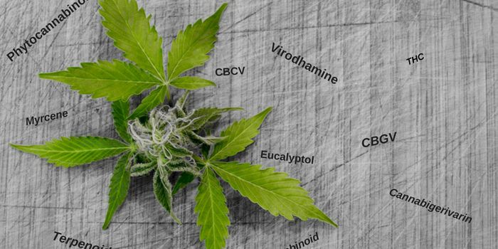 Medicinal Cannabis: Commonly Used Terms Part 1