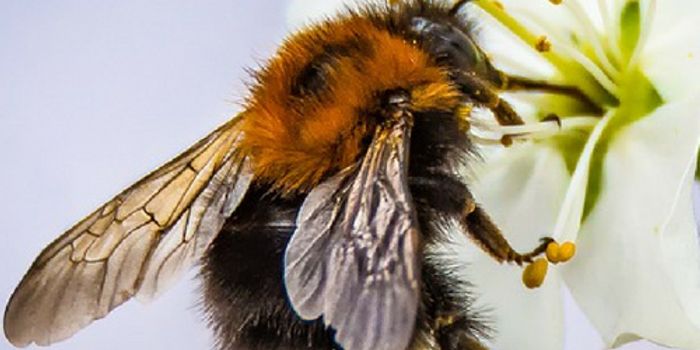 Bees Know What Zero Means