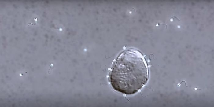 Sperm Will Swim in Different Directions to Locate the Egg