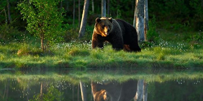 WWF: World Could Witness Up to 2/3 Wildlife Decline by 2020