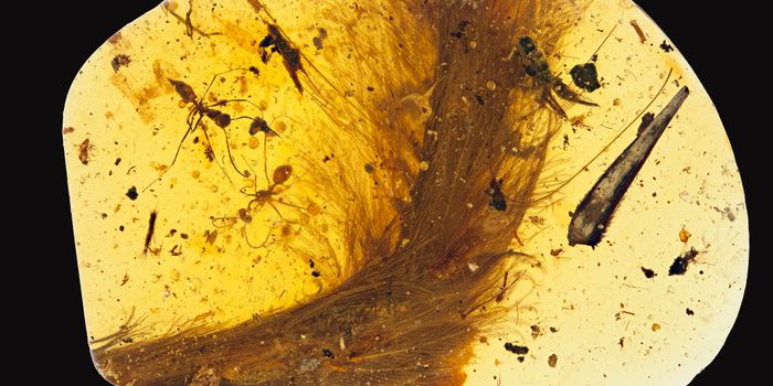 Amber-Encased Fossil Provides Glimpse at Dinosaur Tail Feathers