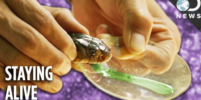 How Antivenom is Made and Why it's So Precious