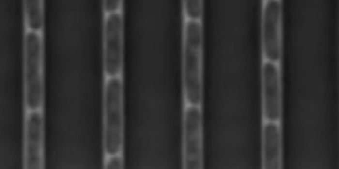 Catching Mutations in the Act