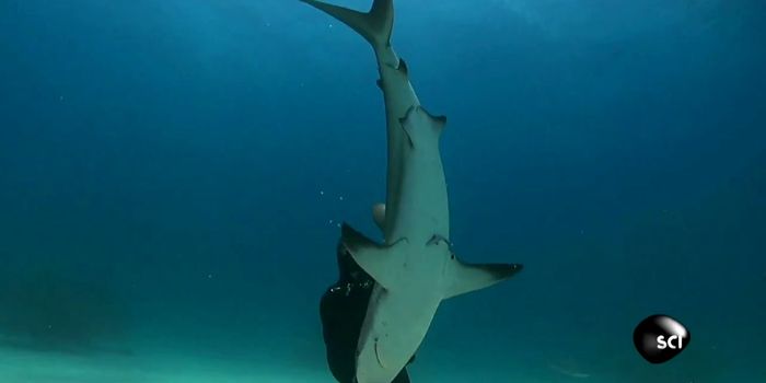 Watch This Diver Balance a Shark on its Nose