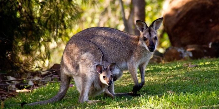 Here's Everything You Need to Know About a Kangaroo's Pouch