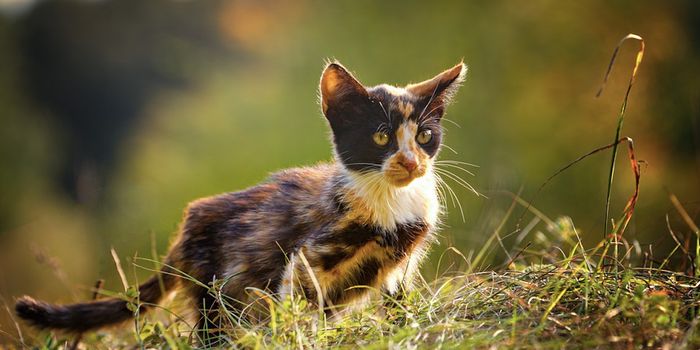 Can Cats Help Us Learn More About Genomic Dark Matter?