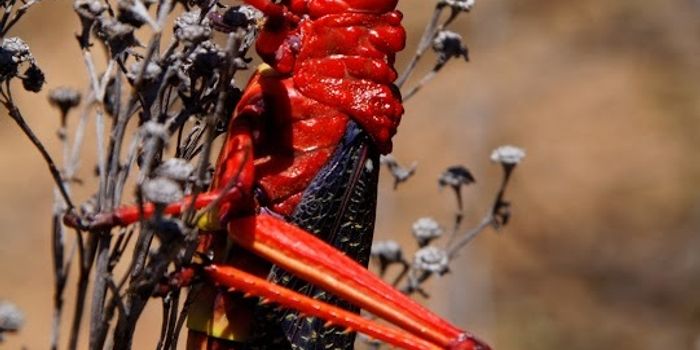 Colorful grasshopper