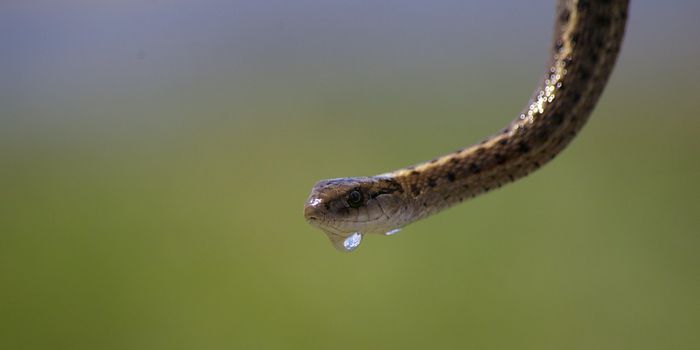 Male Garter Snakes Trick Others to Improve Own Mating Success