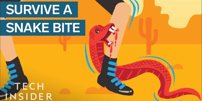 What to Do if Bitten by a Snake