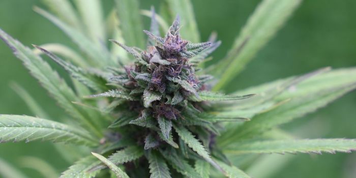 Cannabis Alleviates Neuropathic Pain from Chemotherapy