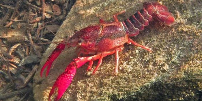 Crayfish Are Causing Mosquito Troubles in Southern California