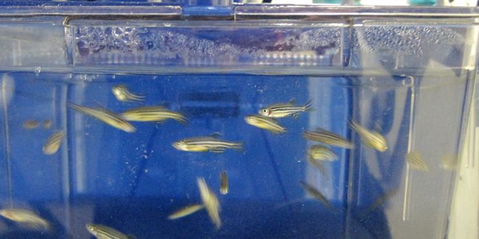 New Epigenetic Signature Discovered in Zebrafish