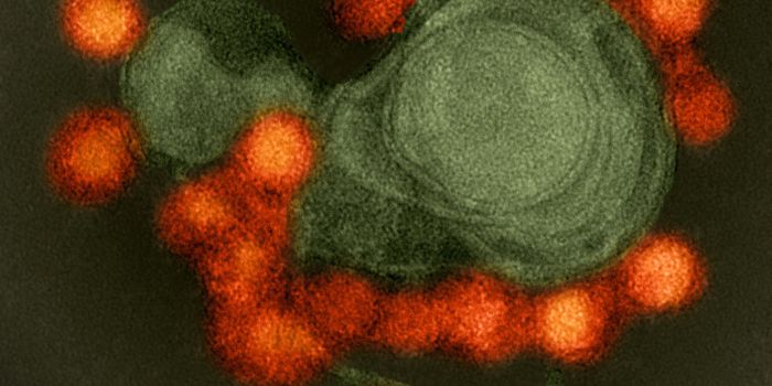 Unusual, Ultrapotent Antibody Against Zika is Discovered