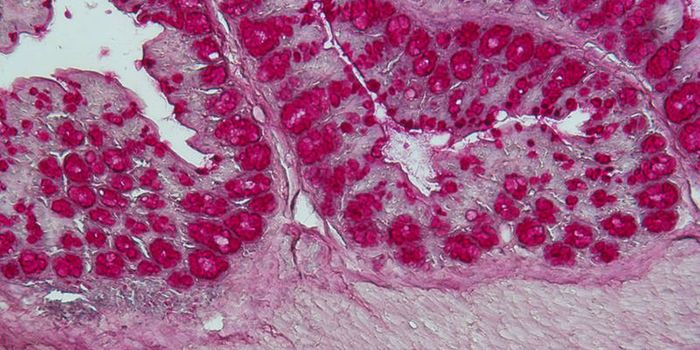 The Relationship Between Gut Bacteria and The Immune System