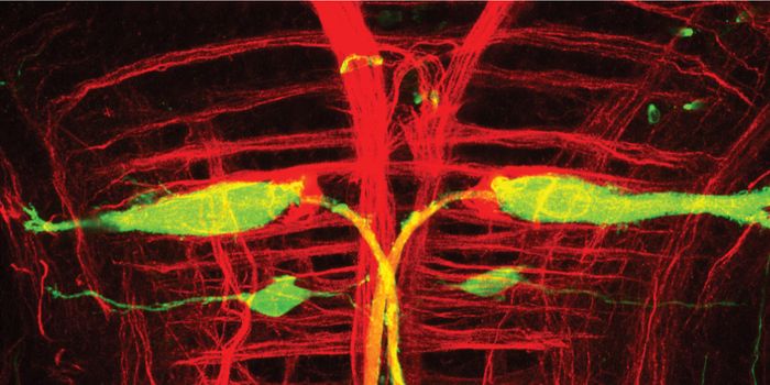 Genomewide Screen of Learning in Zebrafish Identifies Enzyme Important in Brain