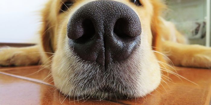 Electronic "nose" sniffs out the best cancer treatment