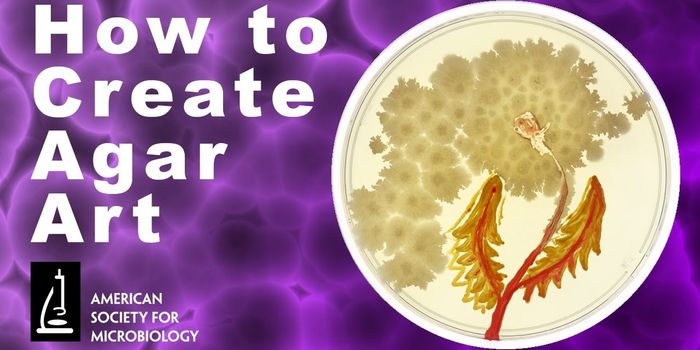 Growing Gorgeous Agar Art