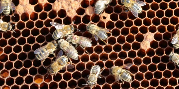 Technique Reveals More about Bee-Killing Deformed Wing Virus