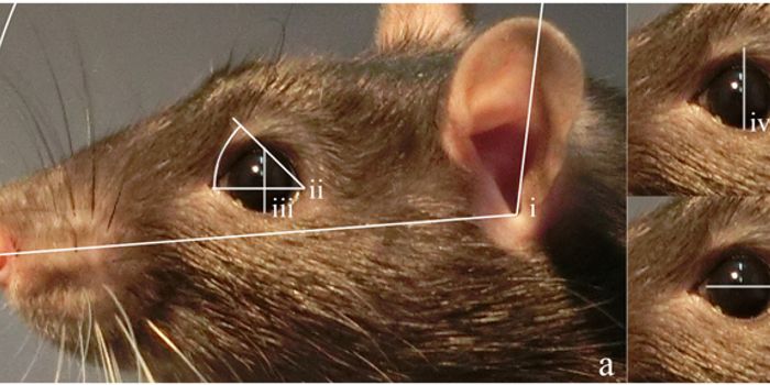 Rats Apparently Smile With Their Ears, Study Finds