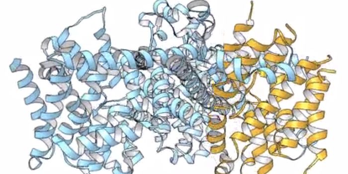 Capturing the Transport of Cargo Into Cells