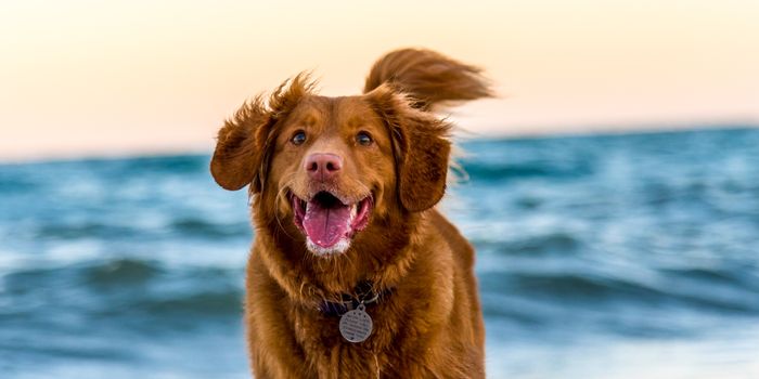 Can CBD Help Dogs?