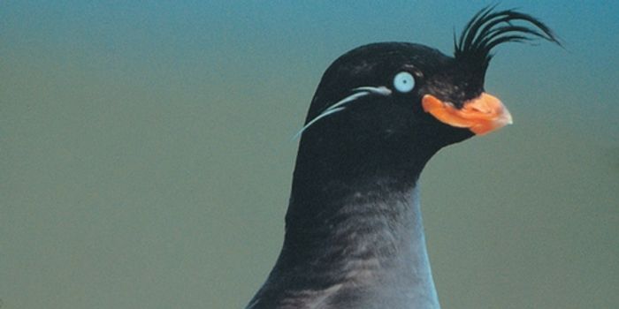 For Intrasexual Selection in Birds, Mate Choice Can Go Either Way