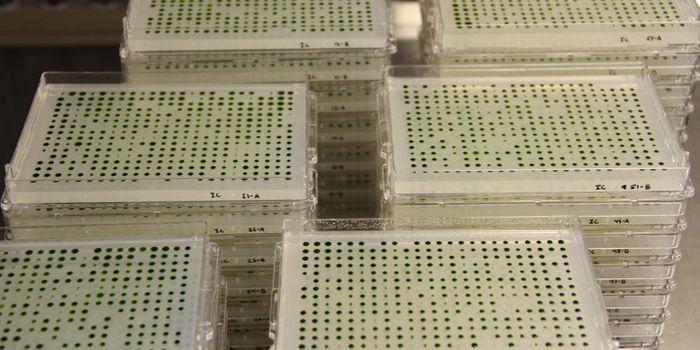 How a Library of Algae can Teach us About Photosynthesis