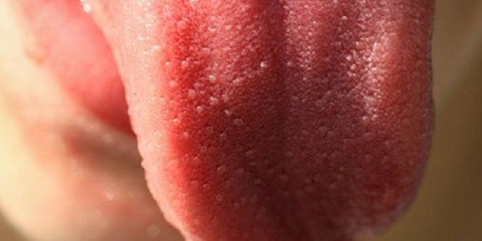 How Are Taste Buds Related to Obesity?