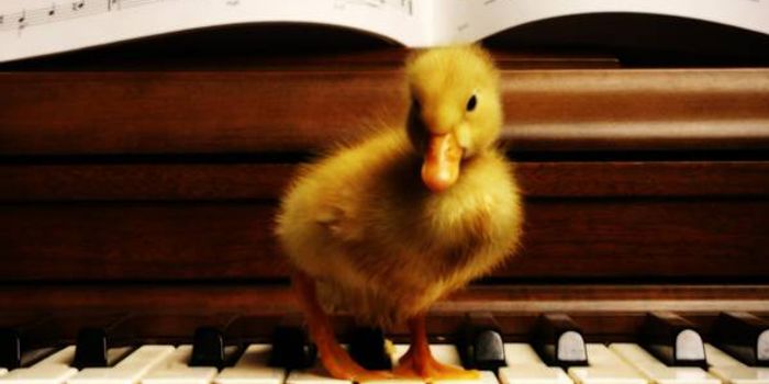 Can Animals Appreciate Music?