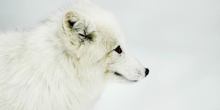 Body size isn't the only way to deal with cold