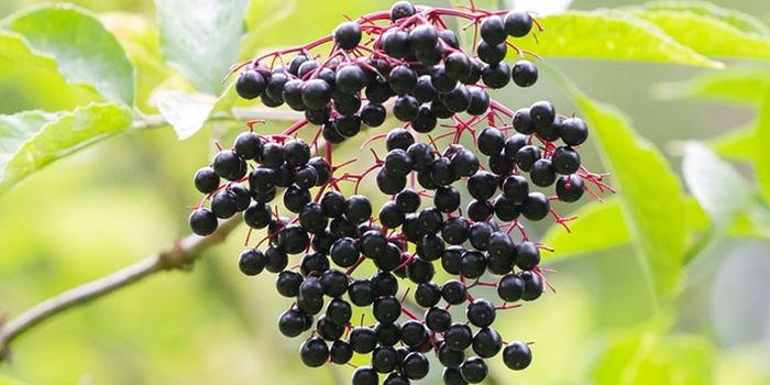 Elderberry Juice Shows Metabolism and Weight Benefits