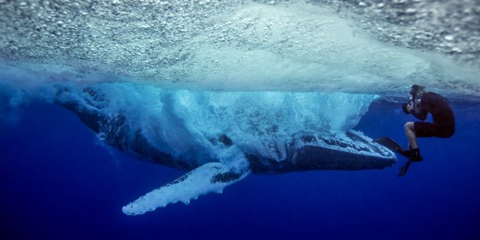 Footage by Diver Shows Up Close Humpback Whale Breaching