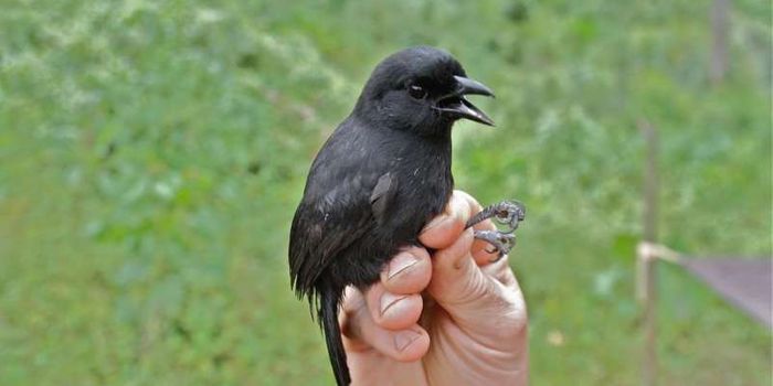 This African Bird is New to Science, and Conservationists Say It's Already in Trouble