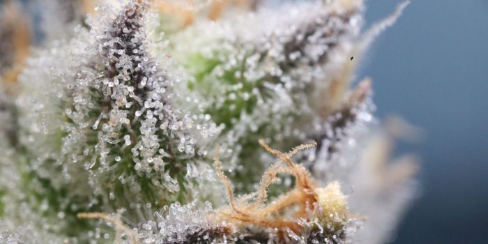 Higher THC Concentrations Won't Make You Higher