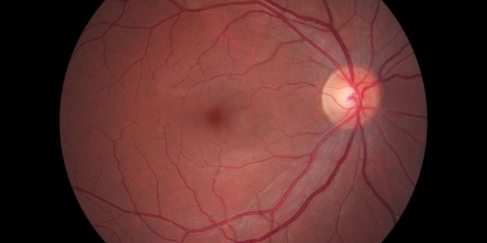 Cell Regeneration in Your Eyes Could Treat Retinal Blindness Diseases
