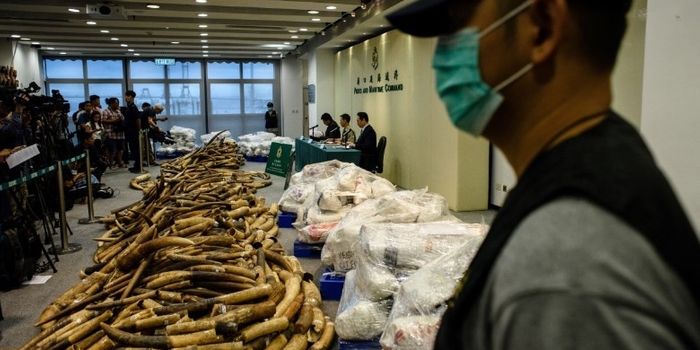 $9 Million Worth of Ivory is Seized in Hong Kong