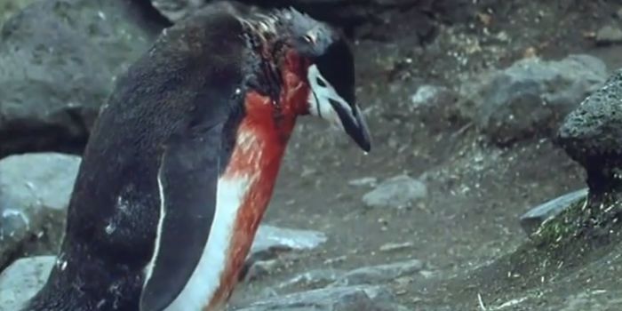 It ain't easy being black and white