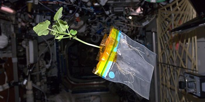Space Taco: Nasa grows Hatch Green Chiles in space