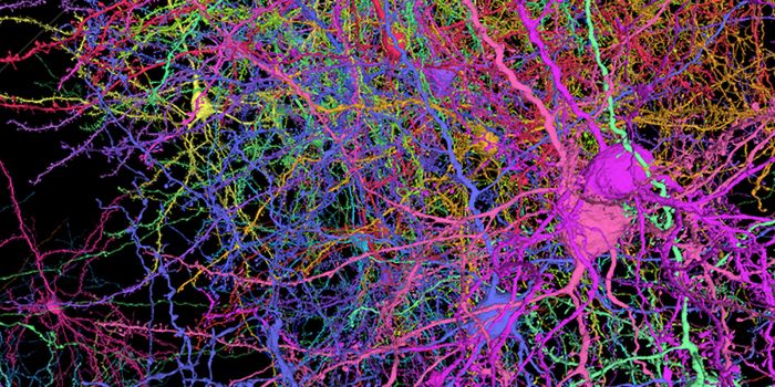 An Intricate Wiring Diagram of the Cells in a Mouse Brain