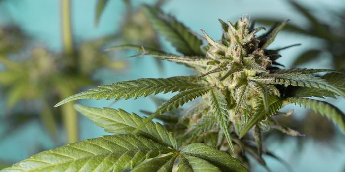 Prenatal CBD and THC Linked to Developmental Changes