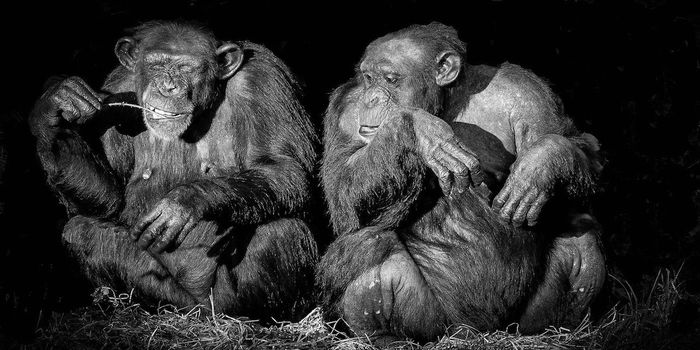 Chimps Shift to Reciprocated Friendships with Age